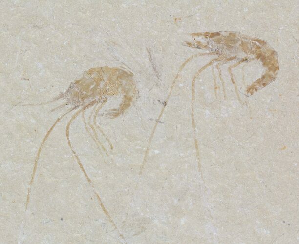 Two Cretaceous Fossil Shrimp - Lebanon #52786